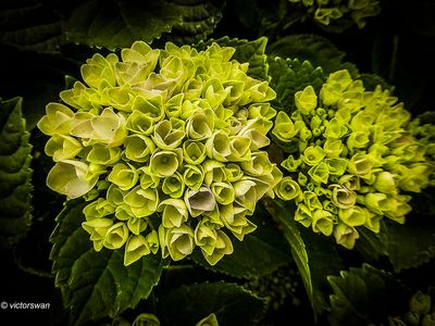 hortensia.JPG