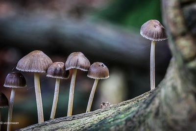 Fraaisteelmycena - Mycena inclinata.JPG
