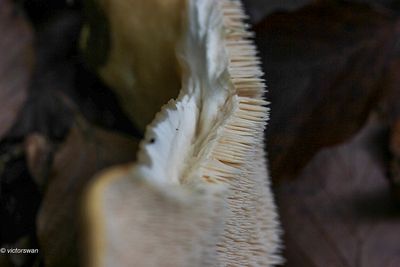 Gele stekelzwam - Hydnum repandum.JPG