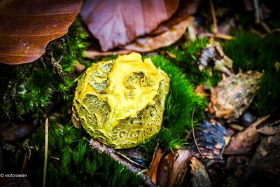 Gele aardappelbovist - Scleroderma citrinum.JPG