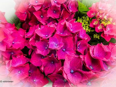 hortensia.JPG