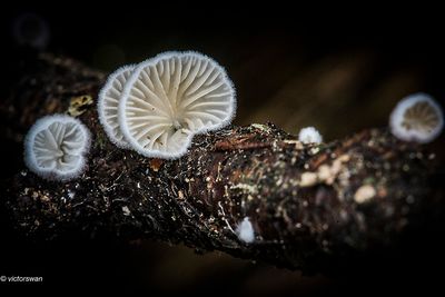 Wit oorzwammetje - Crepidotus variabilis.jpg