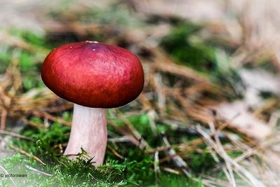 Roodvoetrussula Russula xerampelina.JPG