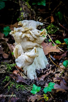 Witte kluifzwam - Helvella crispa.JPG