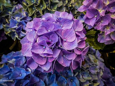 hortensia.JPG