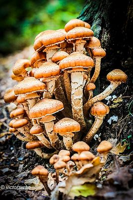Sombere honingzwam - Armillaria ostoyae.JPG