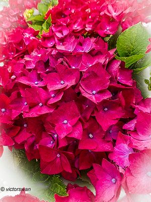 hortensia.JPG