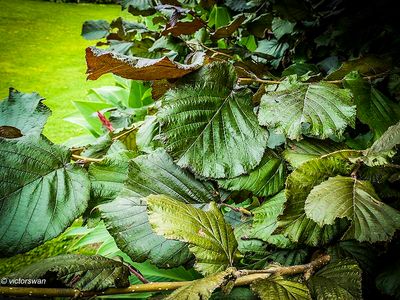 Arboretum kalmthout