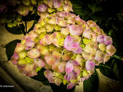 hortensia.JPG