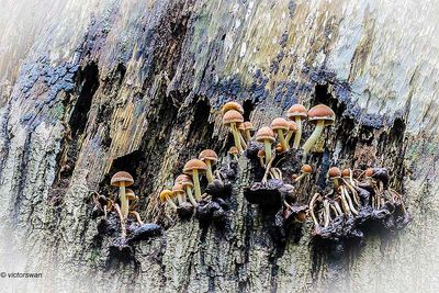 Witsteelfranjehoed - Psathyrella piluliformis.JPG