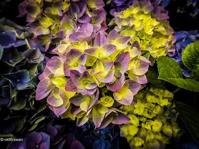 hortensia.JPG