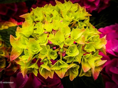 hortensia.JPG