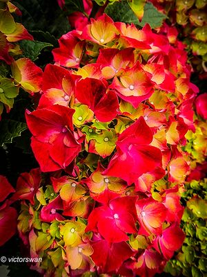 hortensia.JPG