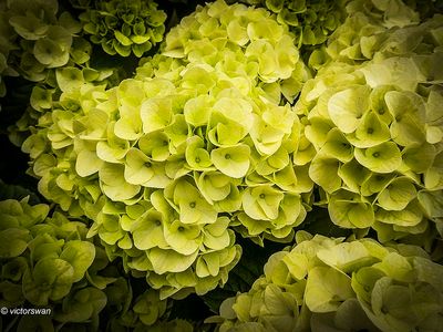 hortensia.JPG