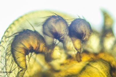 Varroamijt - Varroa destructor.JPG
