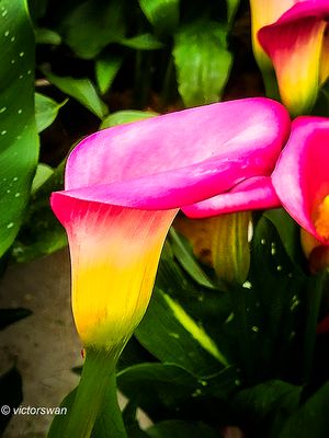 Calla.JPG