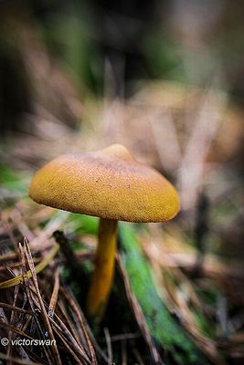Pagemantel - Cortinarius semisanguineus.JPG