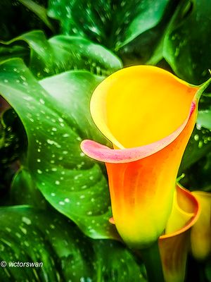 Calla.JPG