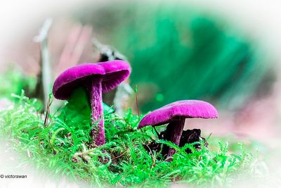 Amethistzwam - Laccaria amethystina.JPG