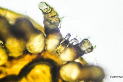 Varroamijt - Varroa destructor.JPG