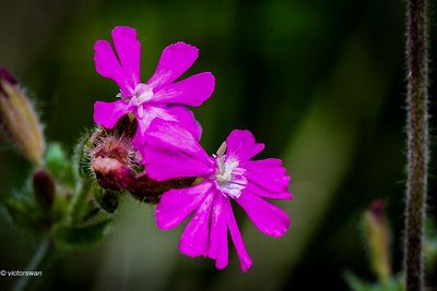 Dagkoekoeksbloem - Silene dioica.JPG