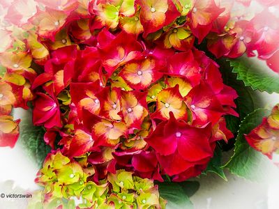 hortensia.JPG
