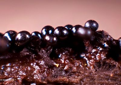 zwart draadwatje - Trichia botrytis.JPG
