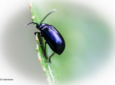 Elzenhaantje - Agelastica alni.JPG