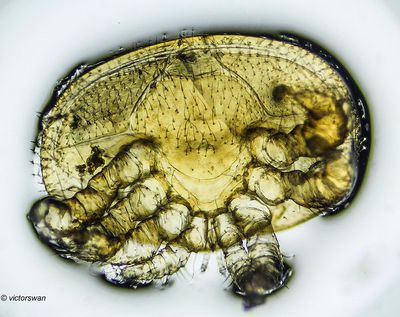 Varroamijt - Varroa destructor.JPG
