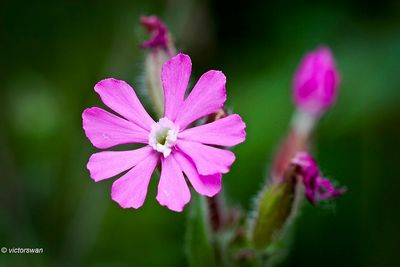 Dagkoekoeksbloem - Silene dioica.JPG