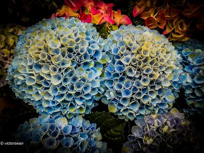 hortensia.JPG