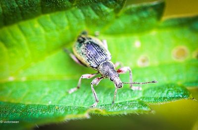 Groene bladsnuitkever - Phyllobius pomaceusJPG