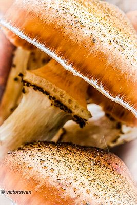 Sombere honingzwam - Armillaria ostoyae.JPG