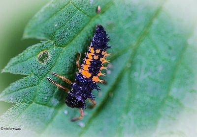Aziatisch lieveheersbeestje - Harmonia axyridis.JPG