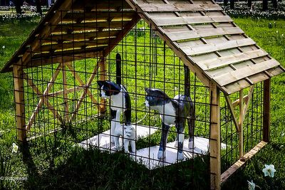 Opdorp 2024 cats.JPG