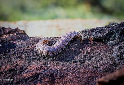 Grote platrug - Polydesmus angustus .JPG