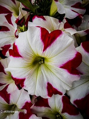 Petunia.JPG
