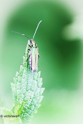 Fraaie schijnboktor - Oedemera nobilis.JPG