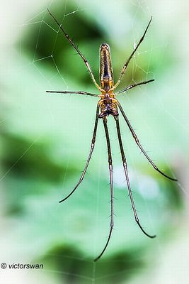 Schaduwstrekspin - Tetragnatha montana.JPG