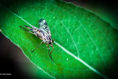 Gewone snipvlieg - Rhagio scolopaceus.JPG
