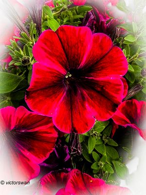 Petunia.JPG