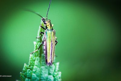 Fraaie schijnboktor - Oedemera nobilis.JPG