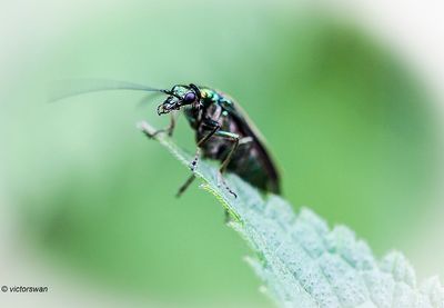 Fraaie schijnboktor - Oedemera nobilis.JPG