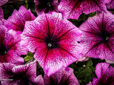 Petunia.JPG