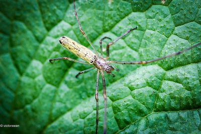 Schaduwstrekspin - Tetragnatha montana.JPG