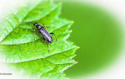 Gewone bloesemboktor - Grammoptera ruficornis .JPG
