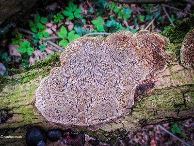 Wijdporiekurkzwam - Datronia mollis.JPG
