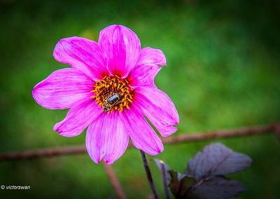 Dahlia-Magenta Star.JPG