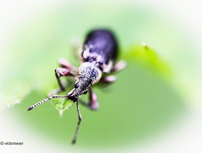 Groene bladsnuitkever - Phyllobius pomaceusJPG