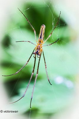 Spiders